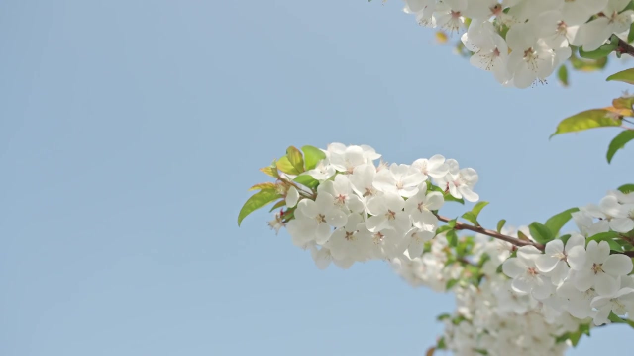 白色海棠花春天花朵花瓣特写空景空镜视频素材