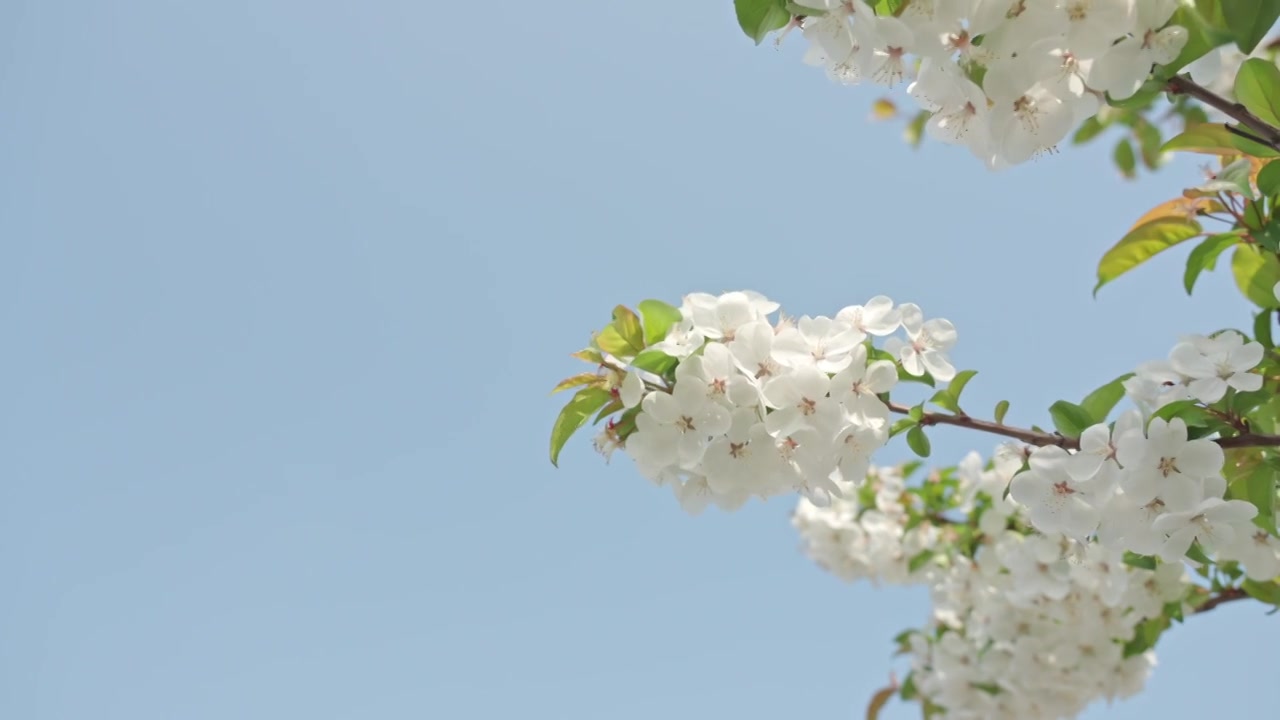 白色海棠花春天花朵花瓣特写空景空镜视频素材