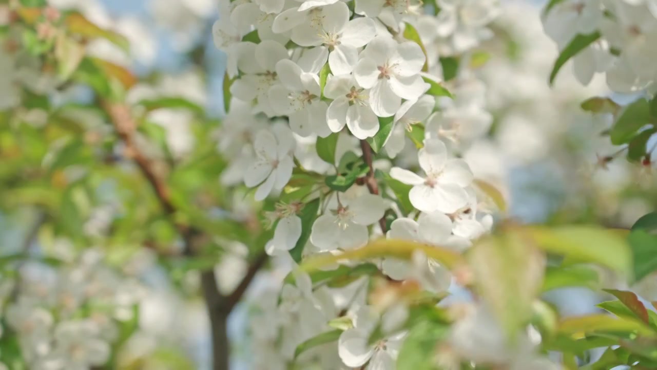 白色海棠花春天花朵花瓣特写空景空镜视频素材