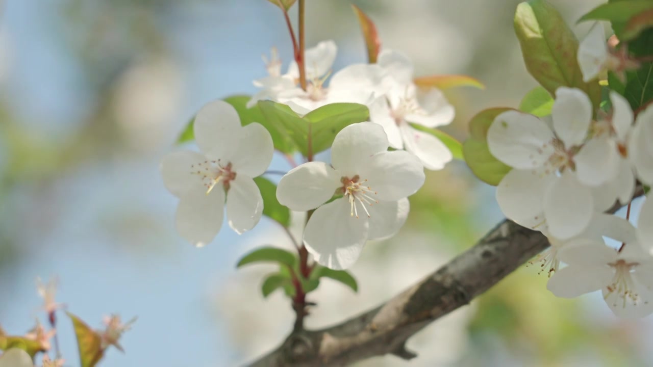 白色海棠花春天花朵花瓣特写空景空镜视频素材