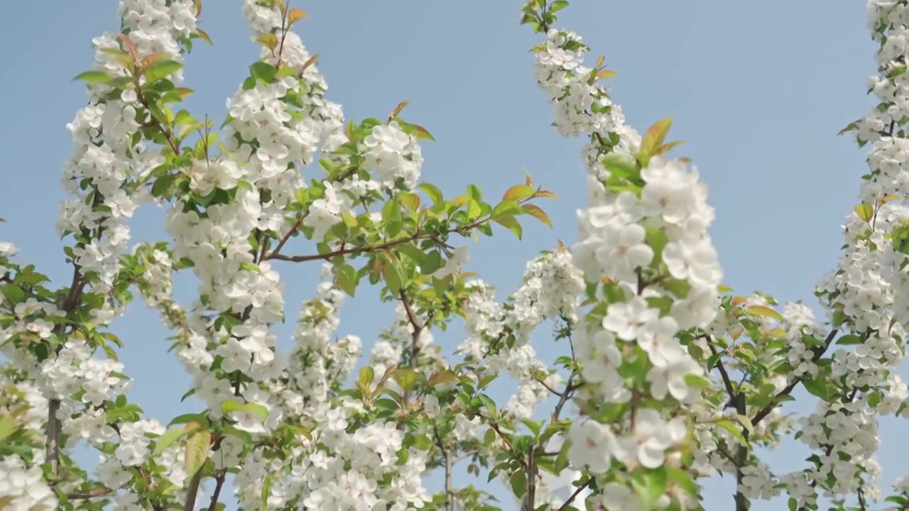 白色海棠花春天花朵花瓣特写空景空镜视频素材