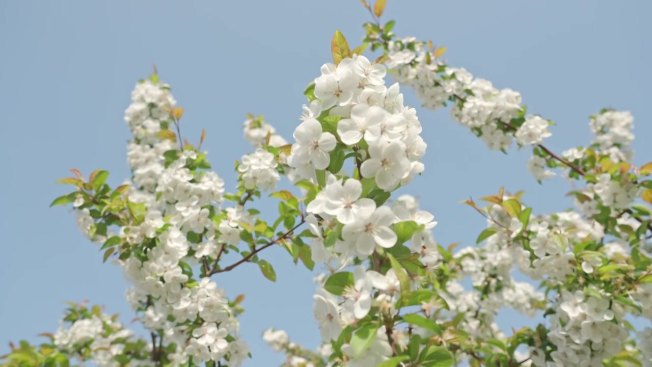 白色海棠花春天花朵花瓣特写空景空镜视频素材