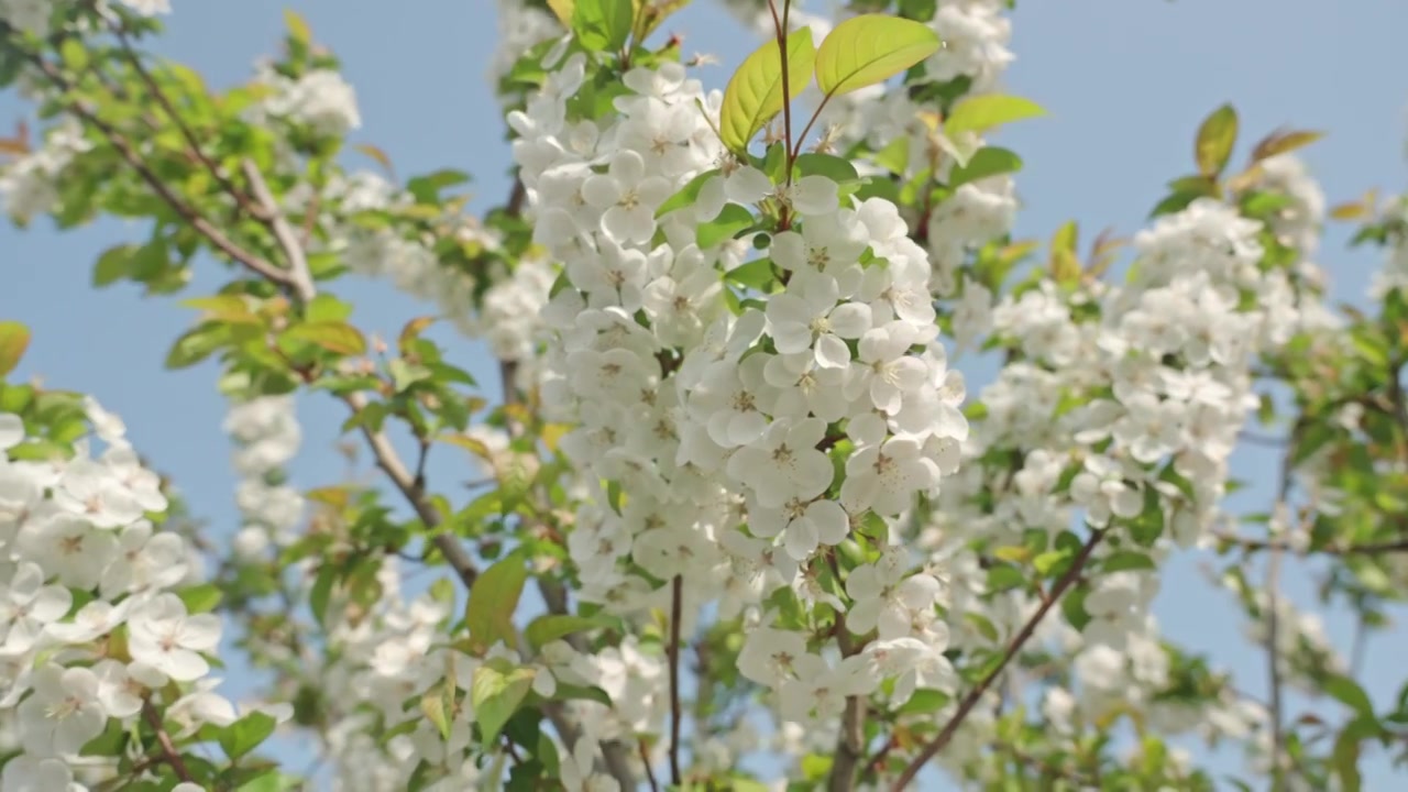 白色海棠花春天花朵花瓣特写空景空镜视频素材