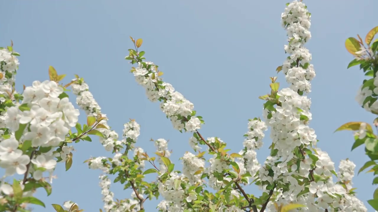 白色海棠花春天花朵花瓣特写空景空镜视频素材