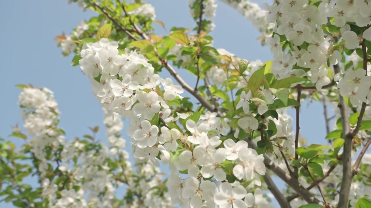 白色海棠花春天花朵花瓣特写空景空镜视频素材