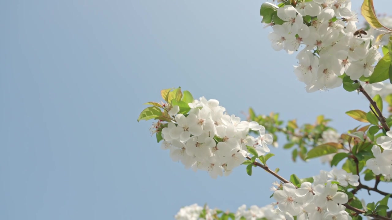 白色海棠花春天花朵花瓣特写空景空镜视频素材