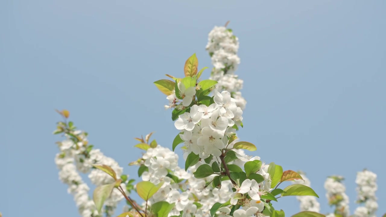 白色海棠花春天花朵花瓣特写空景空镜视频素材