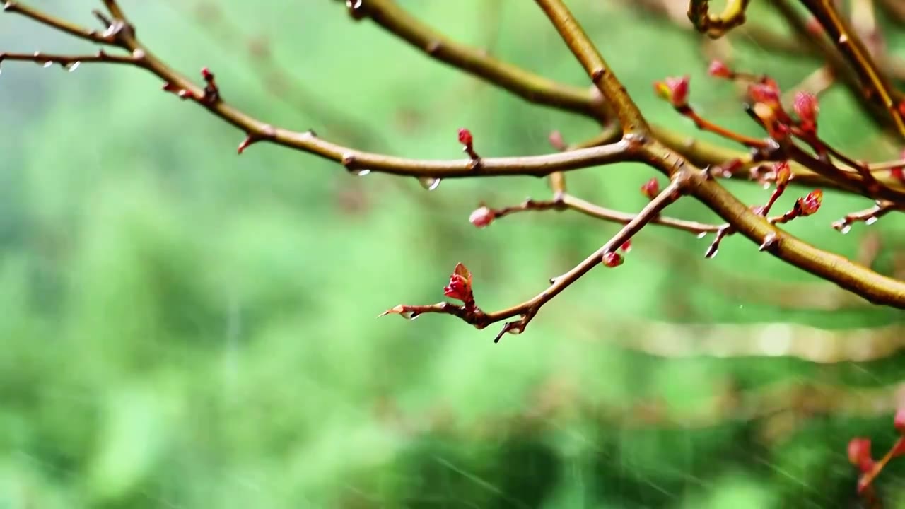 春天立春节气树枝上刚刚发芽的绿色嫩芽视频素材