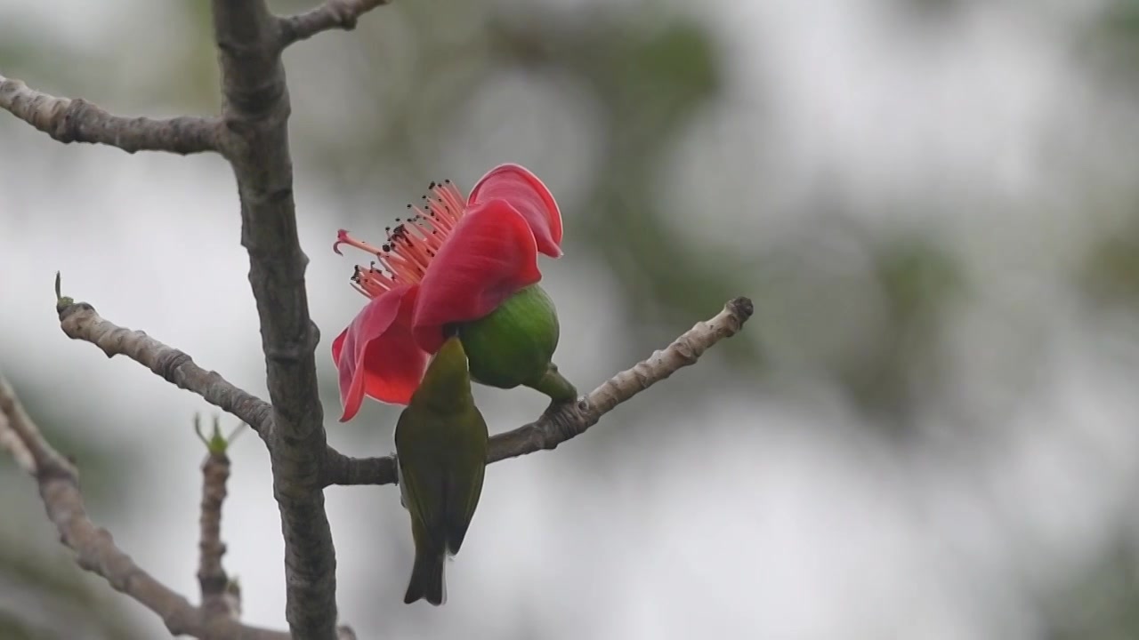 春天木棉花与鸟视频素材