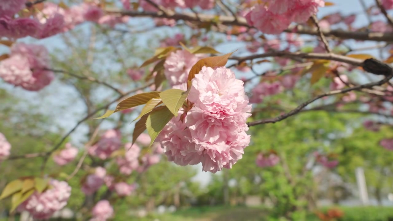 晚樱樱花春天花朵空镜空景运镜视频素材