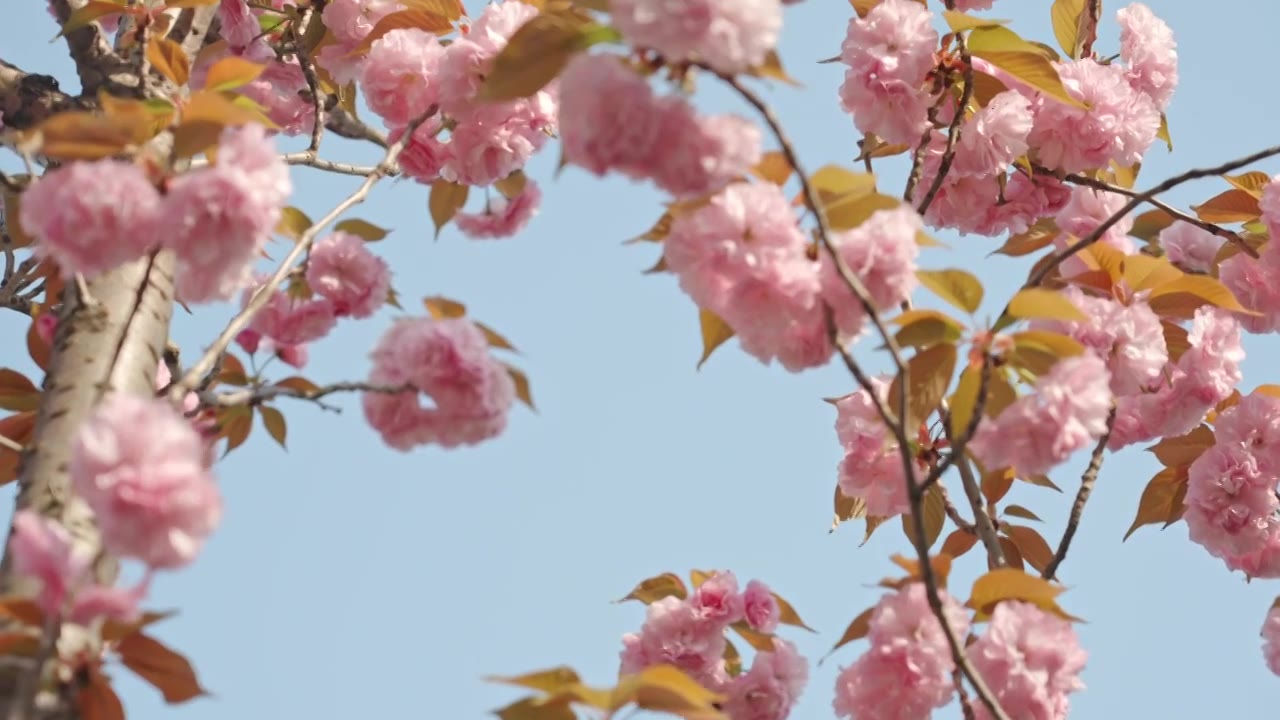 晚樱樱花春天花朵空镜空景运镜视频素材