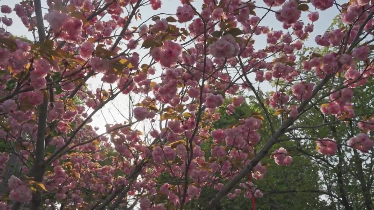 晚樱樱花春天花朵空镜空景运镜视频素材