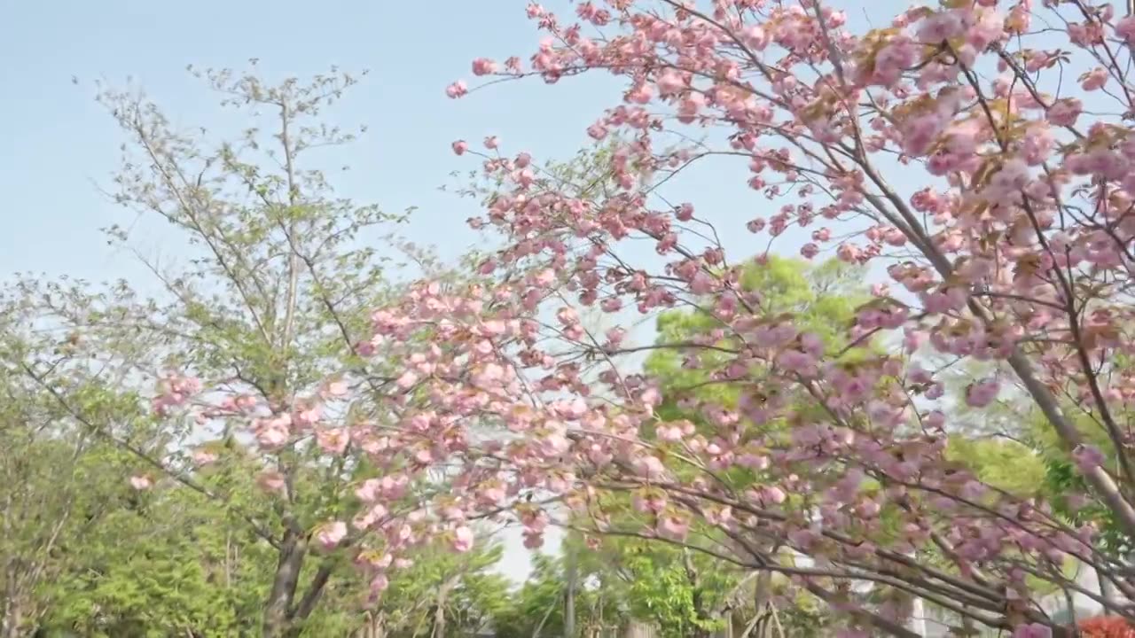 晚樱樱花春天花朵空镜空景运镜视频素材