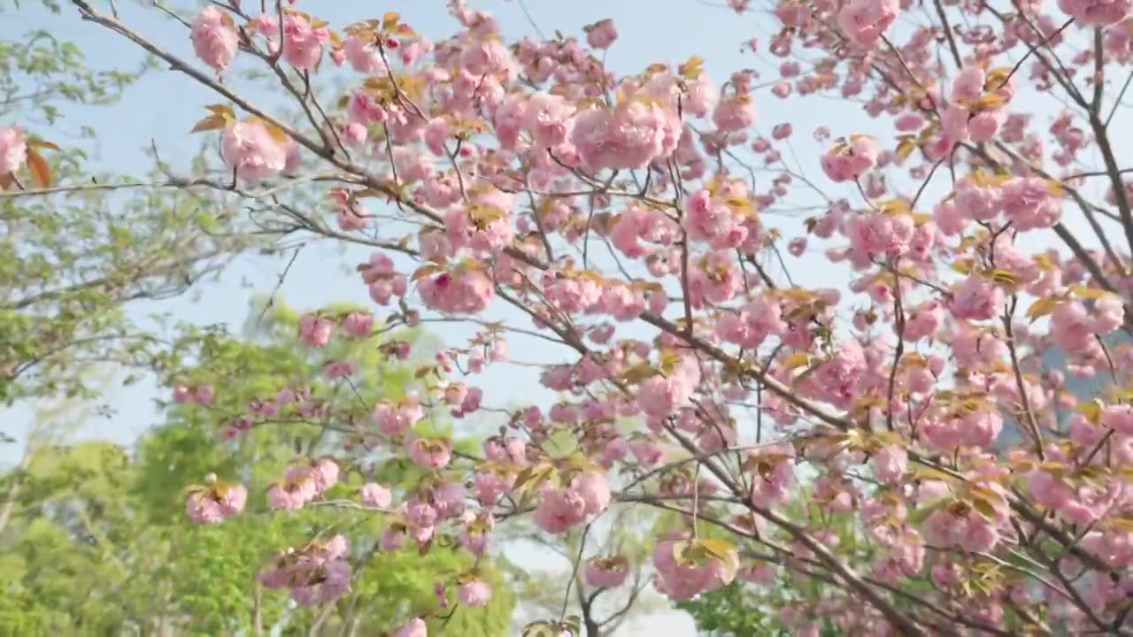 晚樱樱花春天花朵空镜空景运镜视频素材