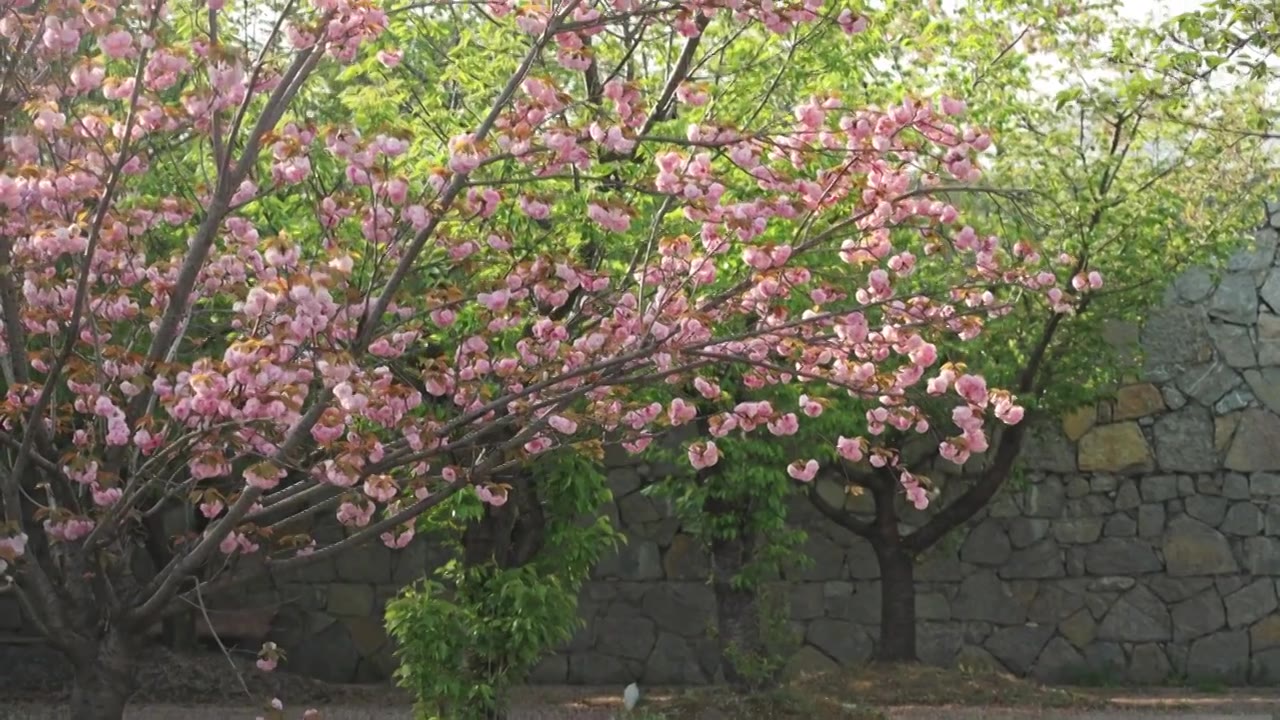 晚樱樱花春天花朵空镜空景运镜视频素材