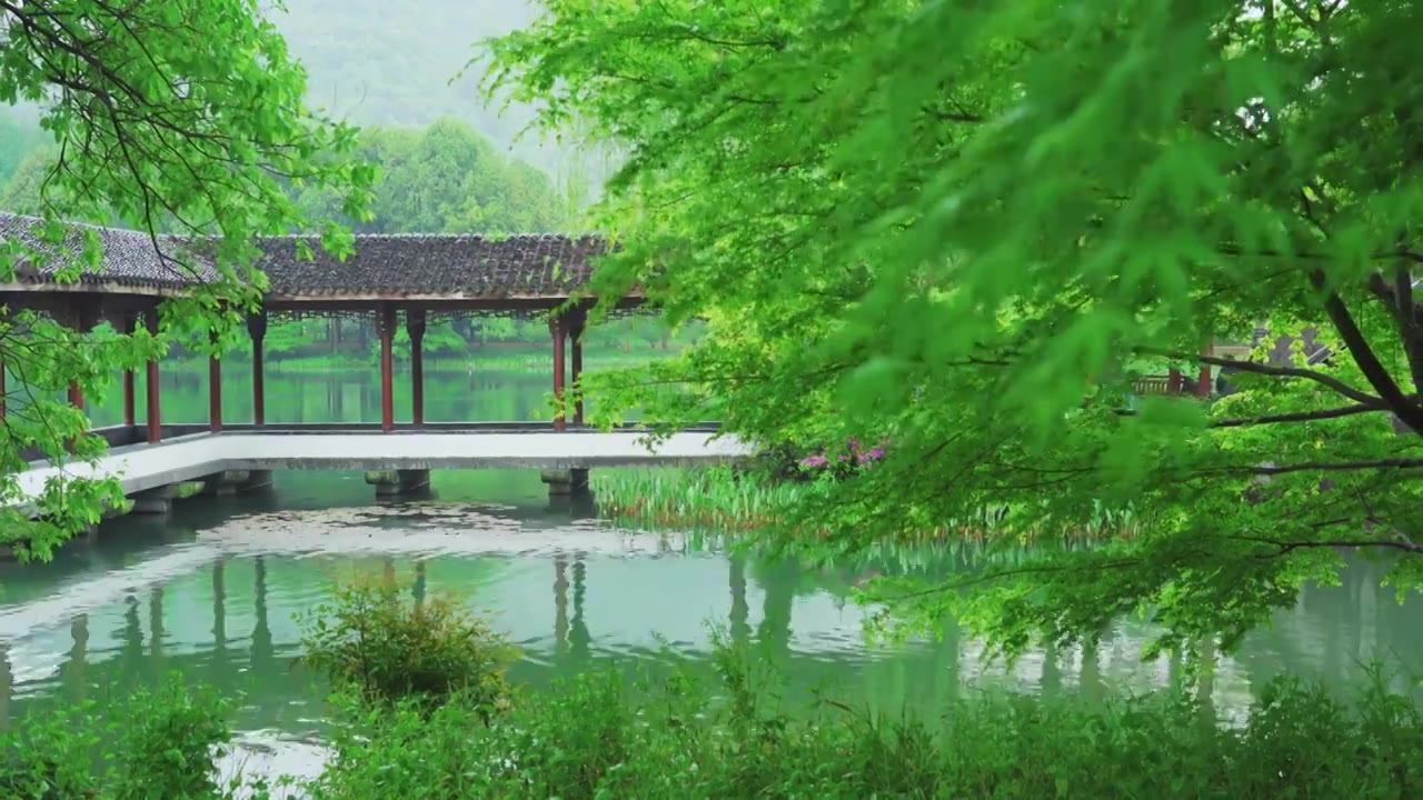 江南杭州西湖浴鹄湾霁虹桥春天阴雨天春雨中的自然治愈风景视频素材