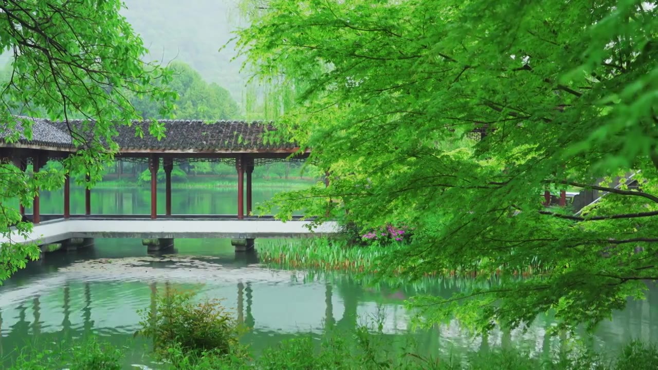 江南杭州西湖浴鹄湾霁虹桥春天阴雨天春雨中的自然治愈风景视频素材