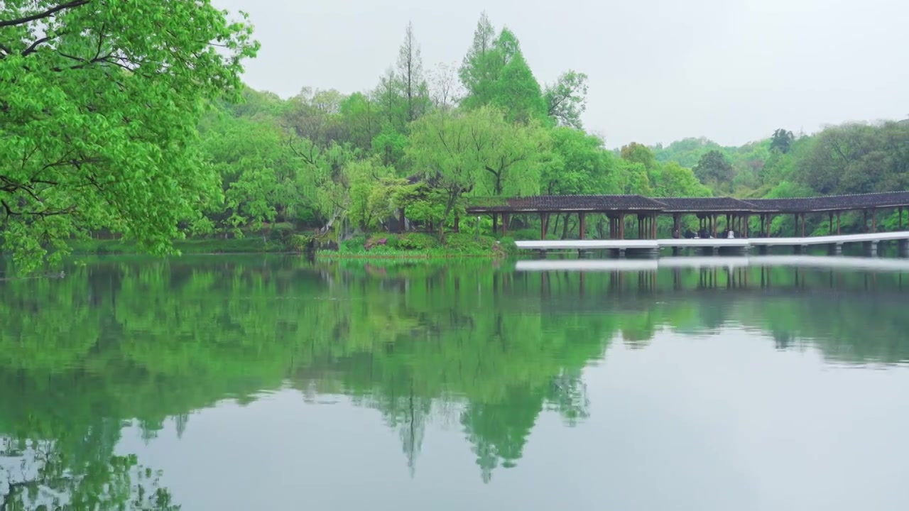 江南杭州西湖浴鹄湾霁虹桥春天阴雨天春雨中的自然治愈风景视频素材