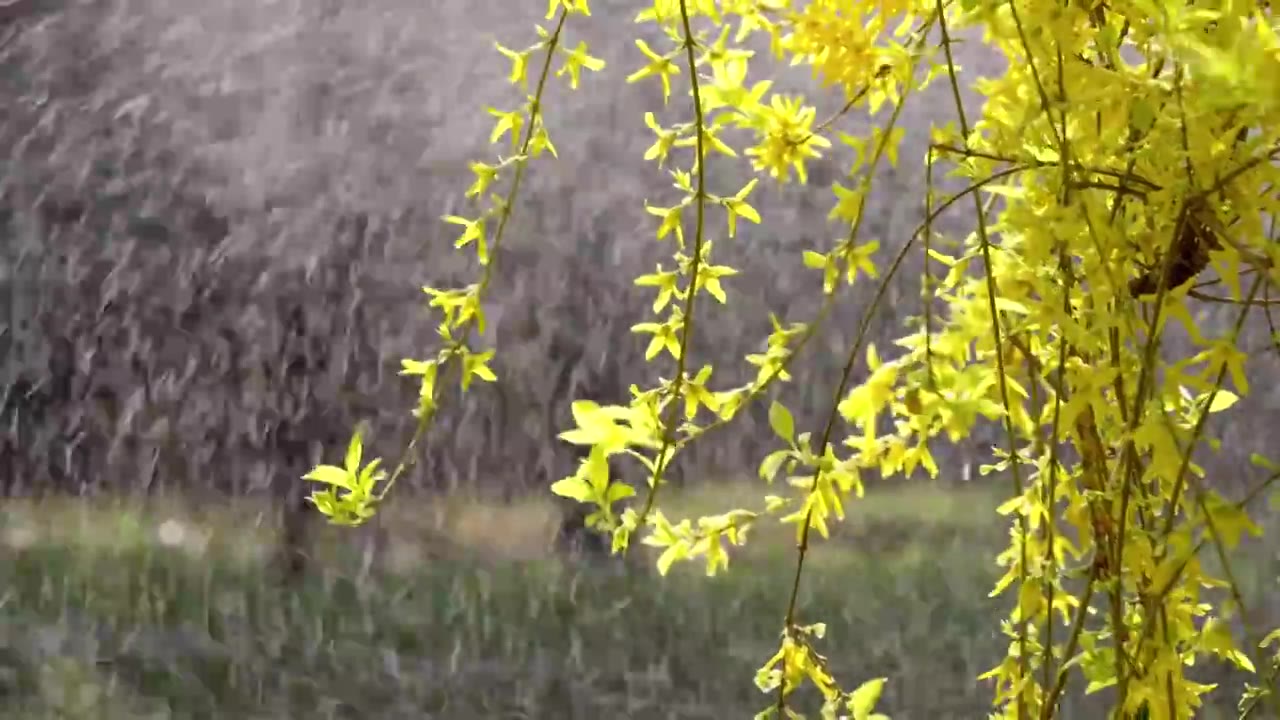 北京中山公园阳光照射连翘花背景喷洒水柱视频素材