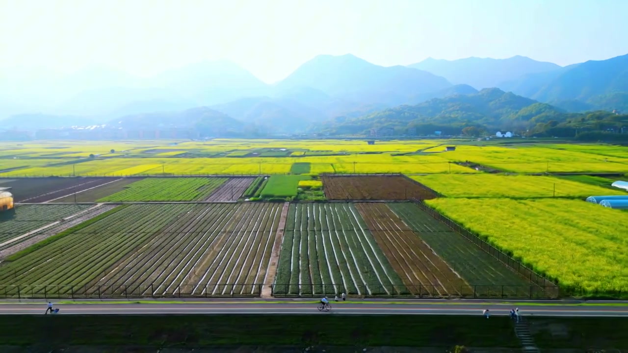 杭州富阳包家淇村油菜花田视频下载