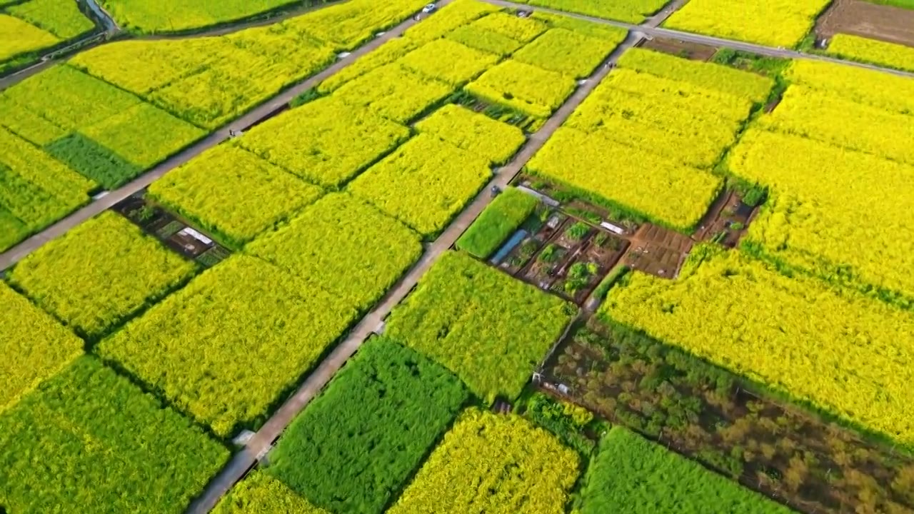 杭州富阳包家淇村油菜花田视频素材