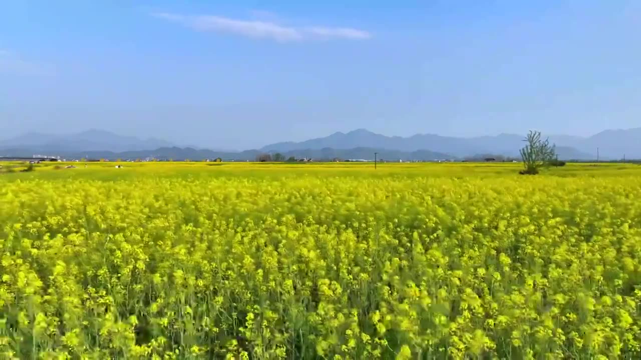 杭州富阳包家淇村油菜花田视频下载