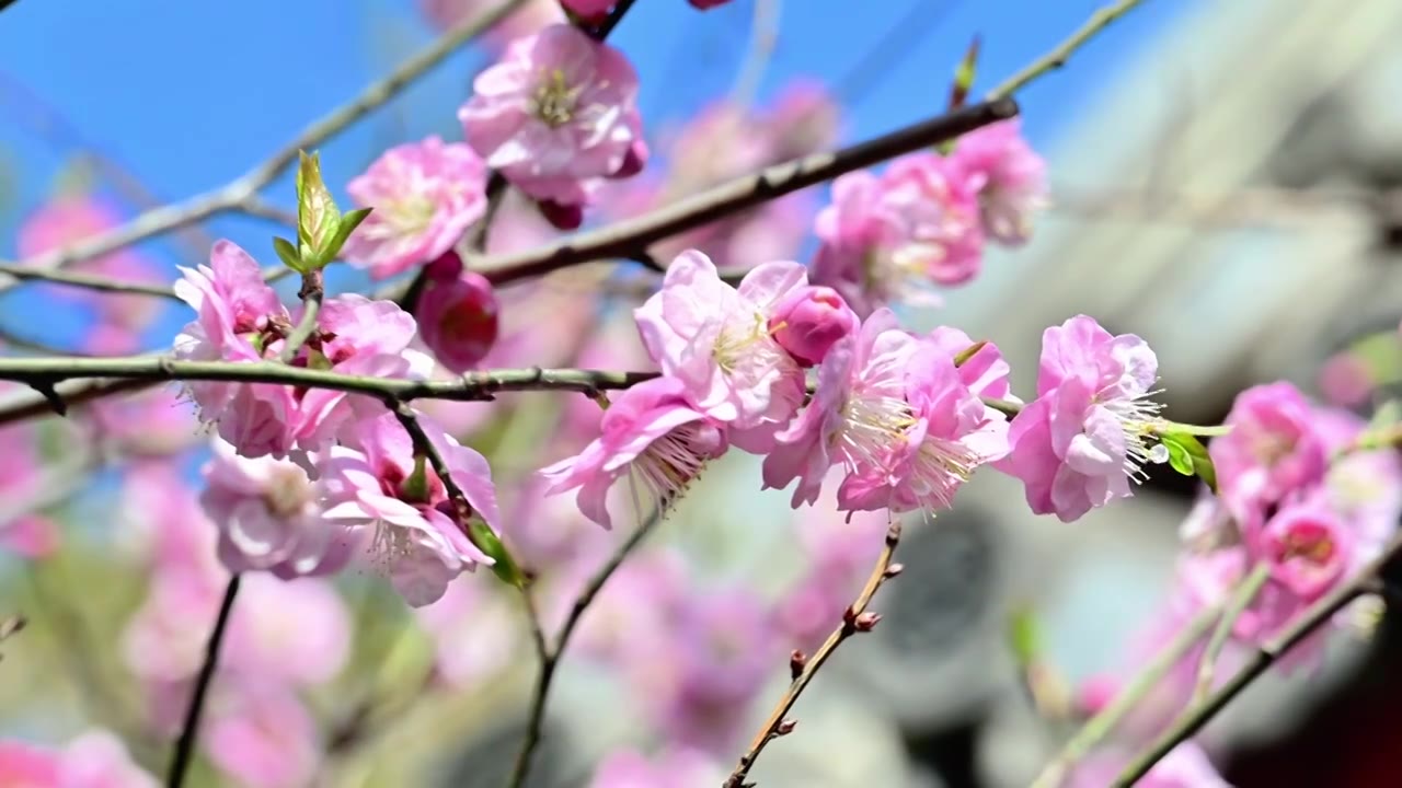 春天北京颐和园中式古建筑前盛开的樱花桃花梅花视频素材