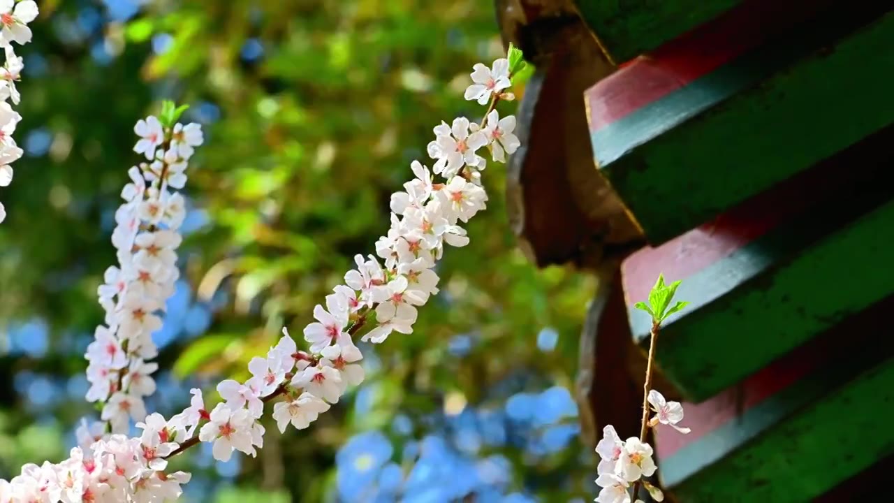 春天北京颐和园中式古建筑前盛开的樱花桃花梅花视频素材