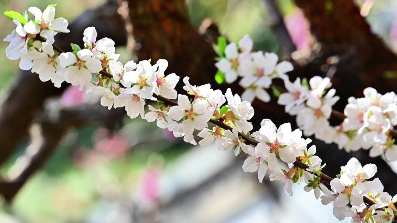 春天北京颐和园中式古建筑前盛开的樱花桃花梅花视频素材