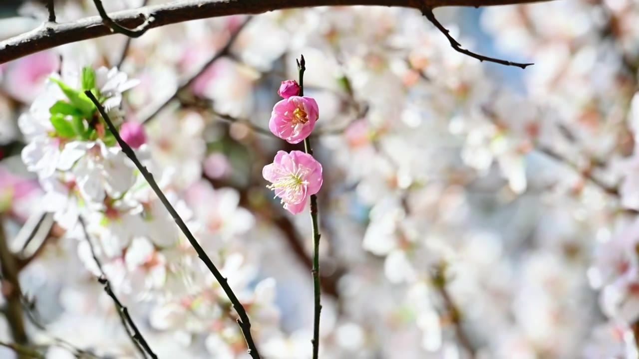 春天北京颐和园中式古建筑前盛开的樱花桃花梅花视频素材