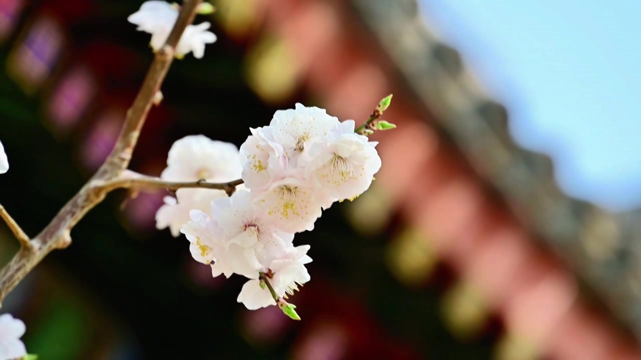 春天北京颐和园中式古建筑前盛开的樱花桃花梅花视频素材