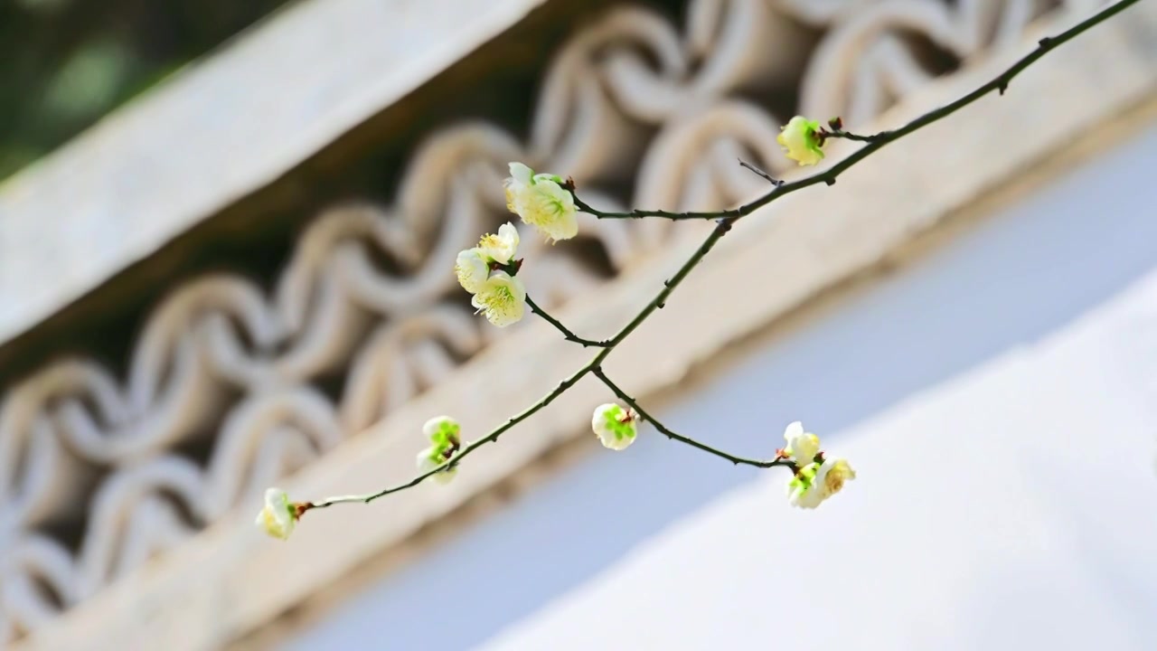 春天北京颐和园中式古建筑前盛开的樱花桃花梅花视频素材