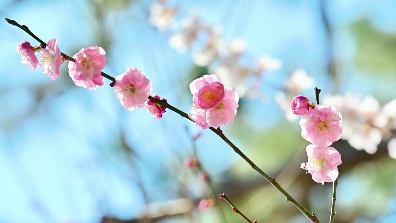 春天北京颐和园中式古建筑前盛开的樱花桃花梅花视频素材