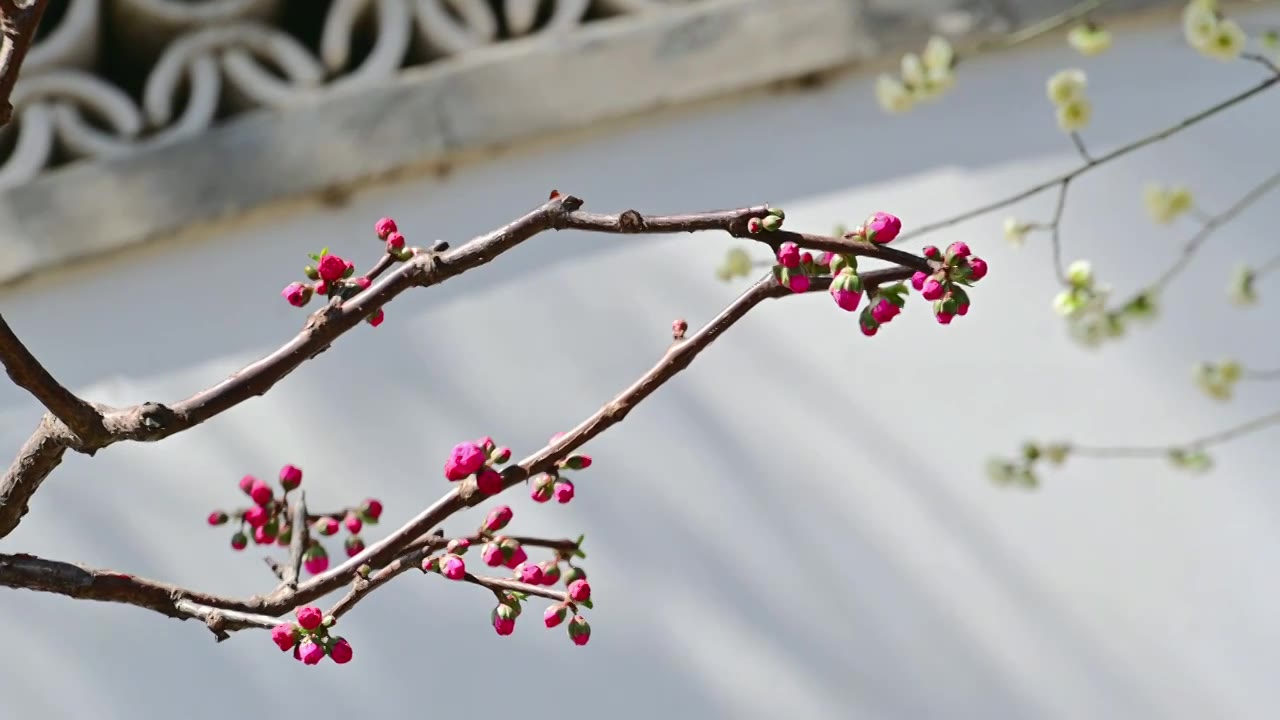 春天北京颐和园中式古建筑前盛开的樱花桃花梅花视频素材