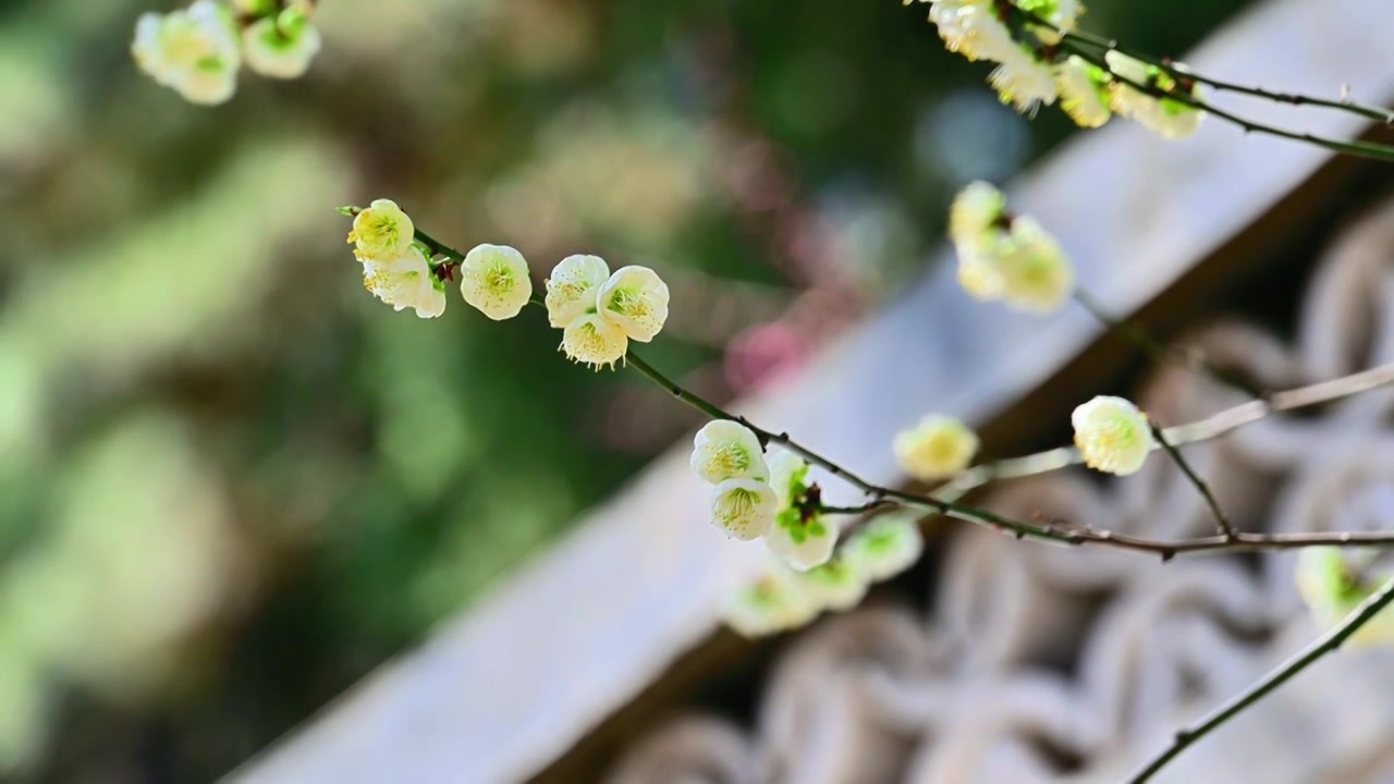 春天北京颐和园中式古建筑前盛开的樱花桃花梅花视频素材