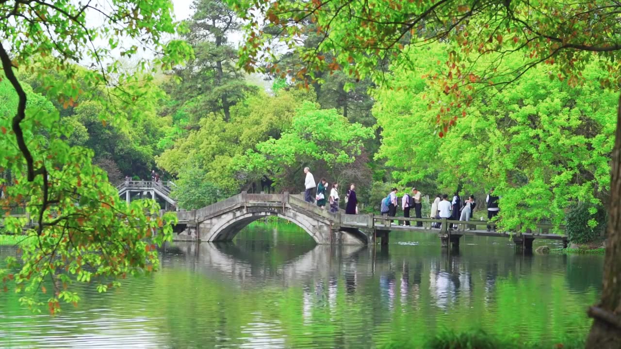 杭州西湖曲院风荷春天自然风景视频素材