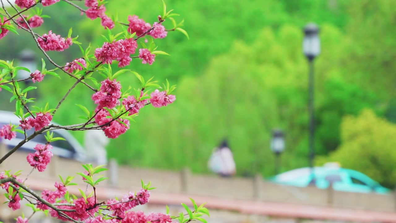 杭州西湖春天盛开的唯美桃花江南自然风景视频素材