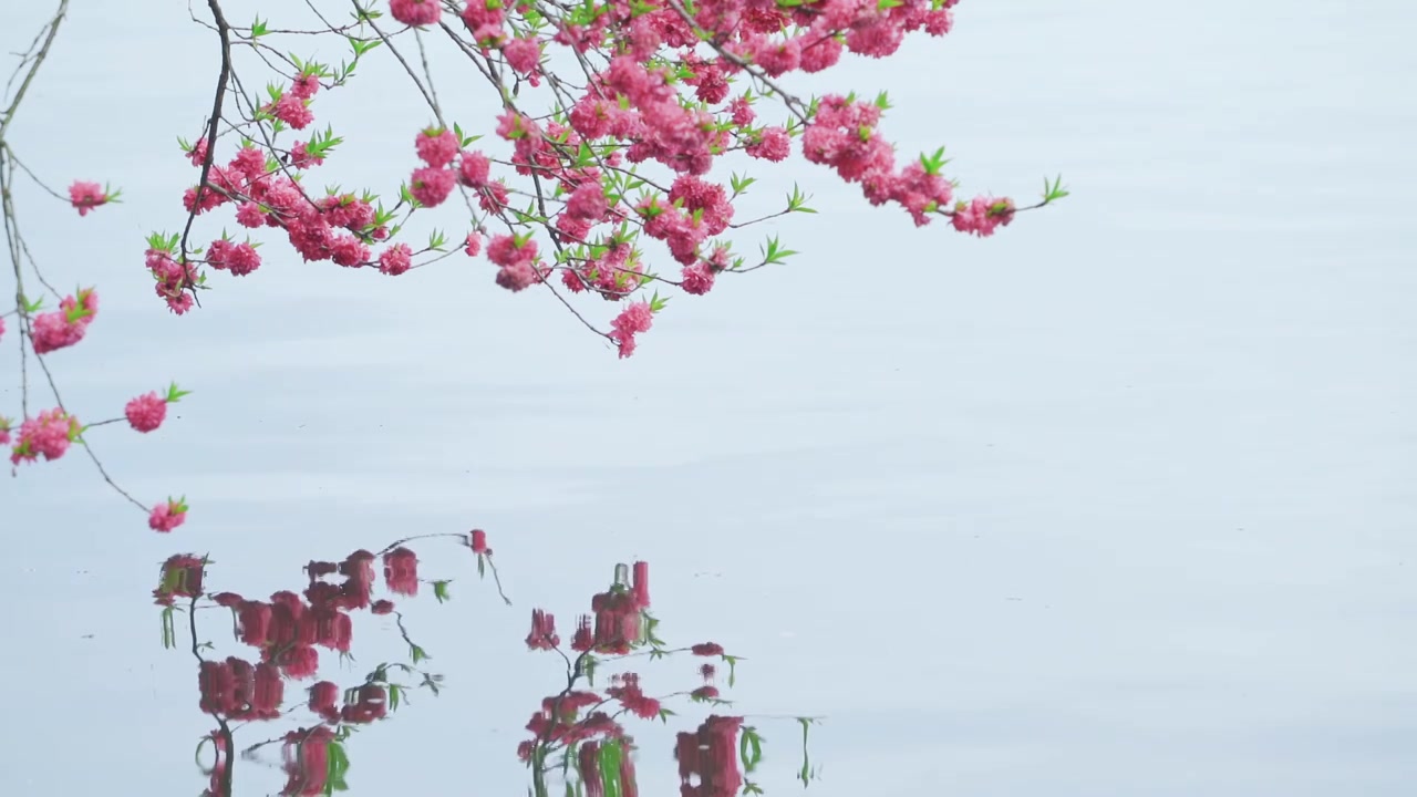 杭州西湖春天盛开的唯美桃花江南自然风景视频素材