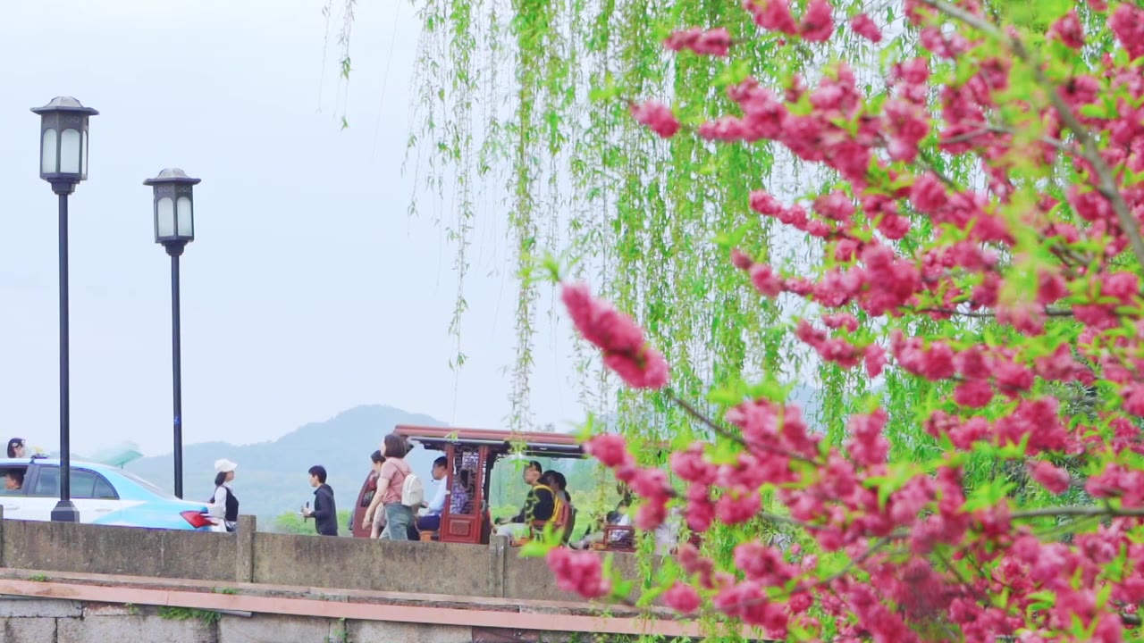 杭州西湖春天盛开的唯美桃花桃红柳绿江南自然风景视频素材