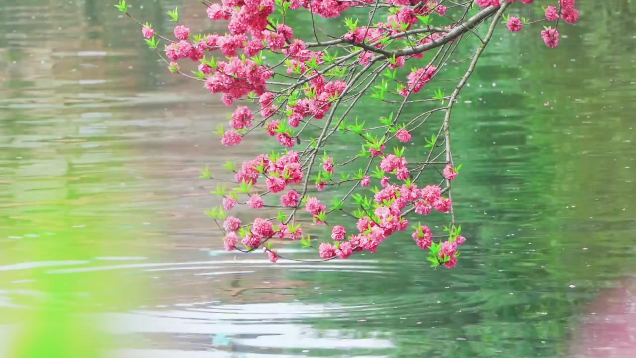 杭州西湖春天盛开的唯美桃花江南自然风景视频素材