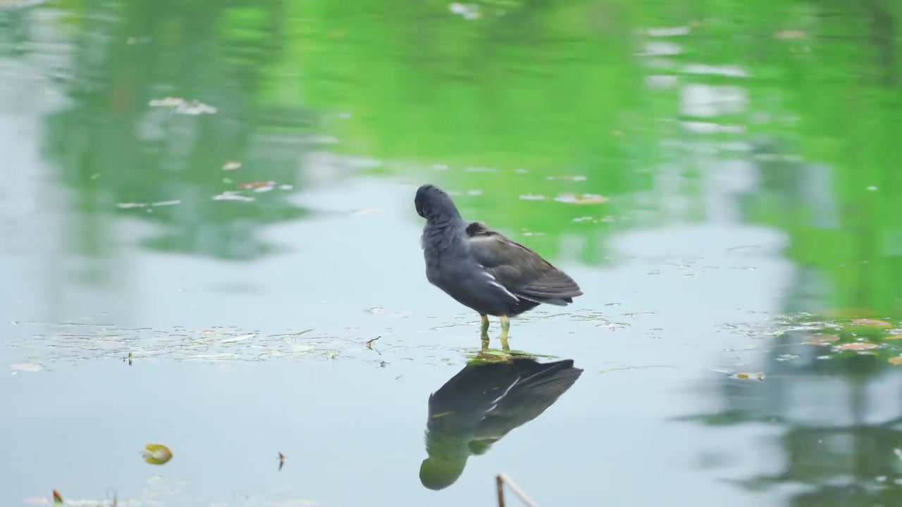 杭州西湖春天湖面上的黑水鸡视频素材