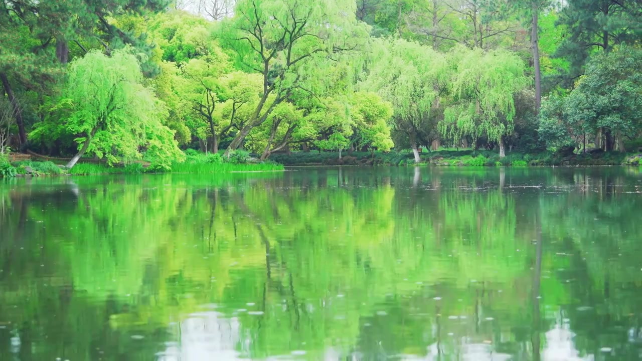 杭州西湖曲院风荷春天清新池塘树林自然治愈风景视频素材