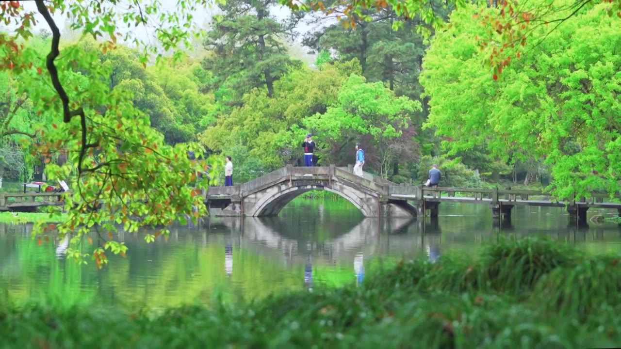 杭州西湖曲院风荷江南春天小桥流水自然风景视频素材