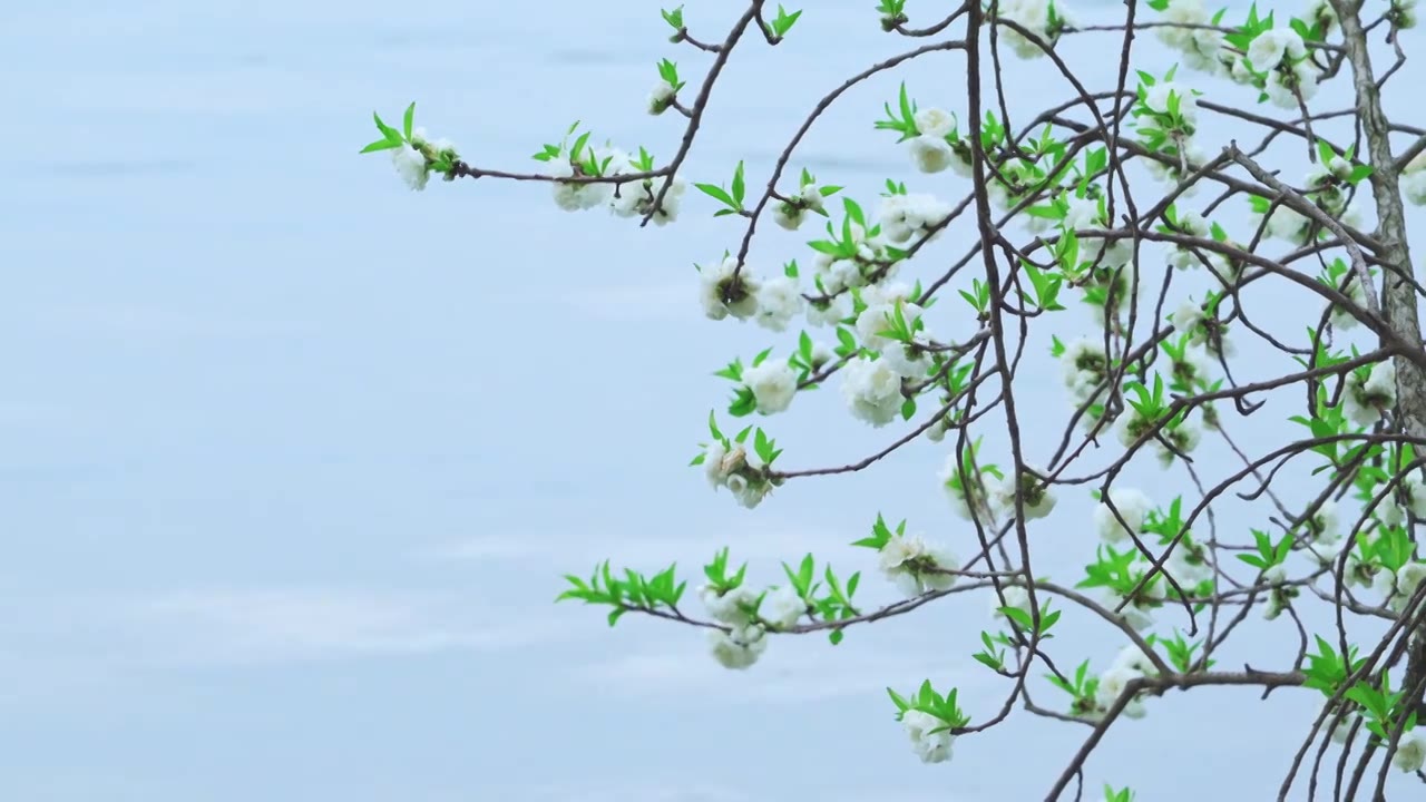 杭州西湖春天盛开的唯美桃花江南自然风景视频素材