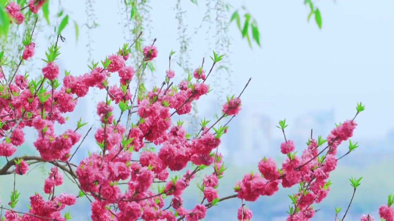 杭州西湖春天盛开的唯美桃花江南自然风景视频素材