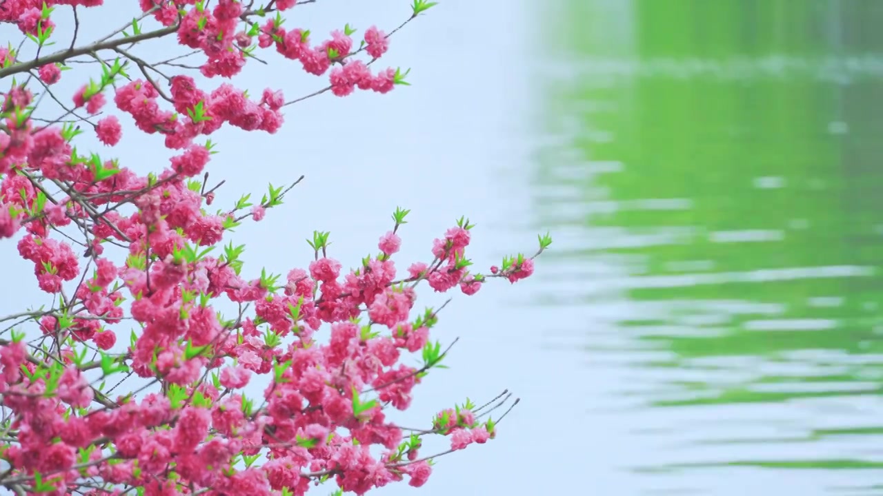 杭州西湖春天盛开的唯美桃花江南自然风景视频素材