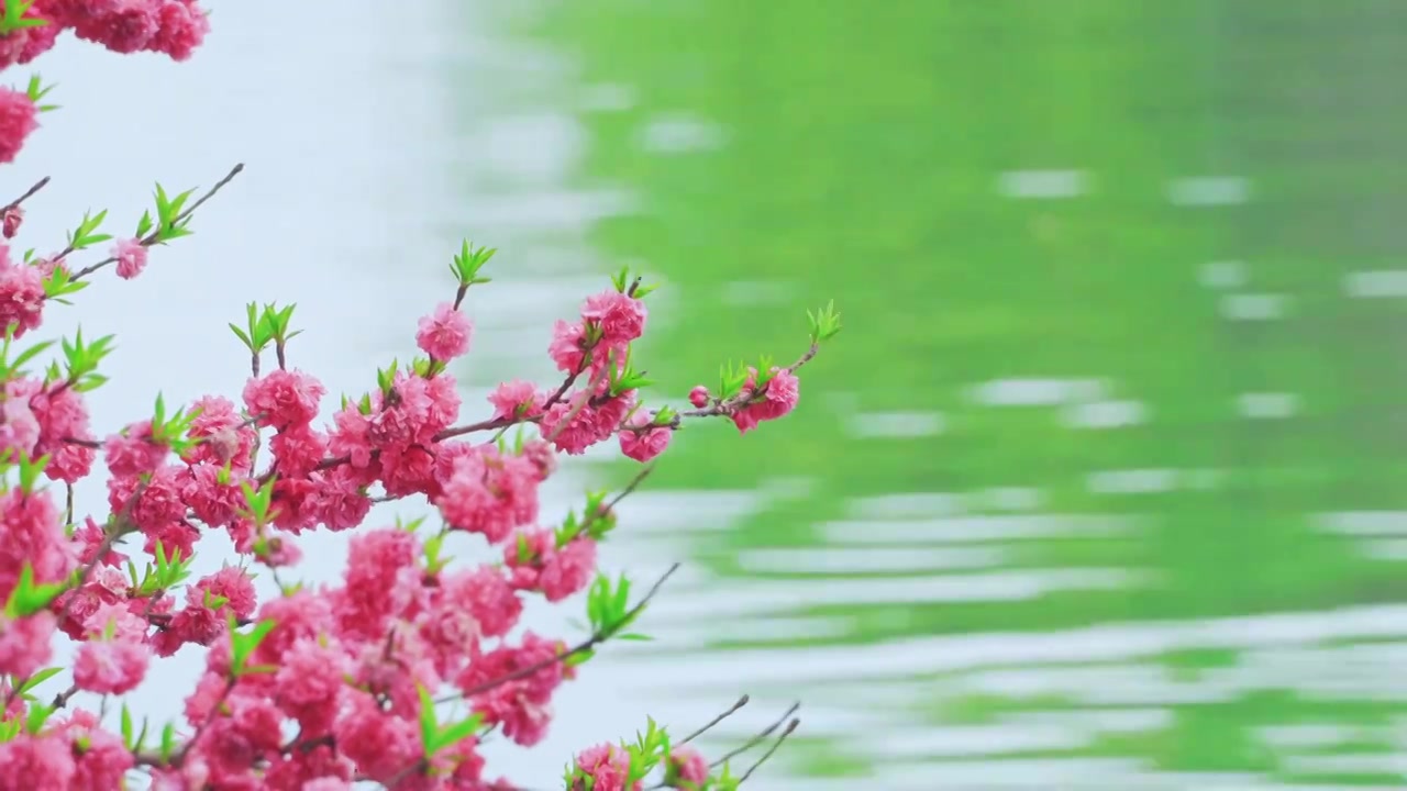 杭州西湖春天盛开的唯美桃花江南自然风景视频素材