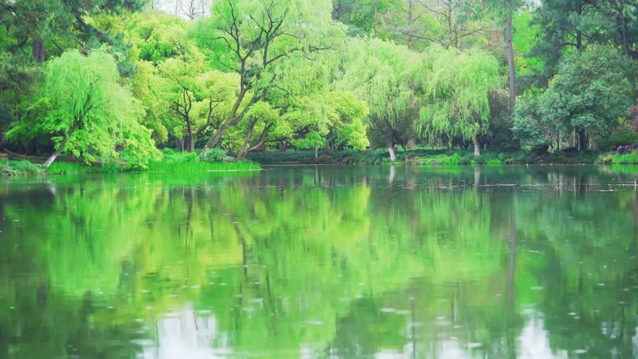 【合集】江南杭州西湖春天春雨自然清新治愈风景视频素材