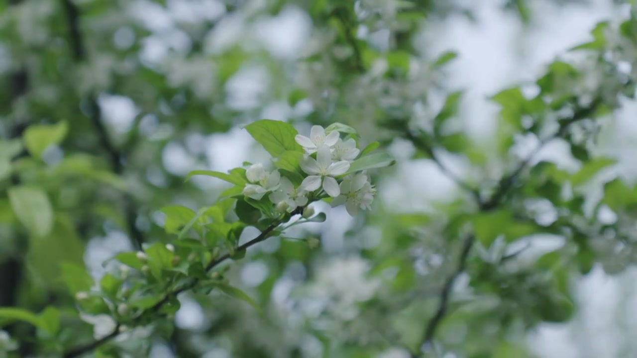 风吹春天盛开的白色花视频素材