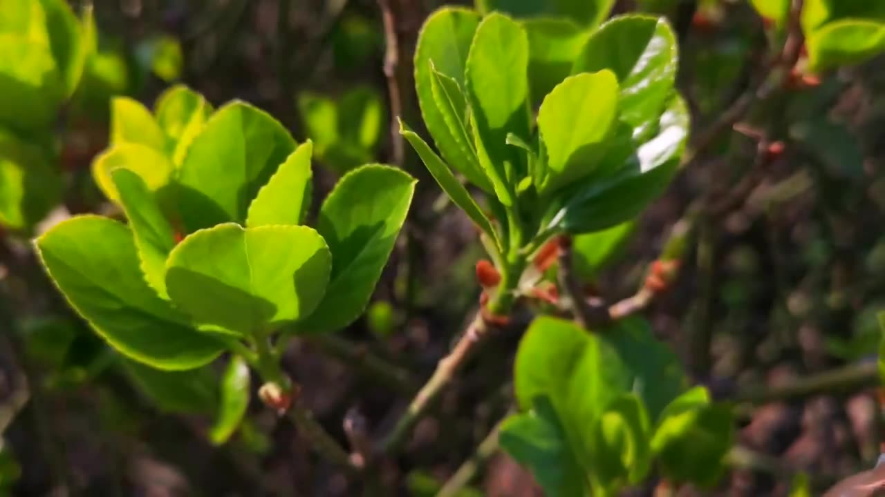 春天新发的冬青卫矛视频素材画面1